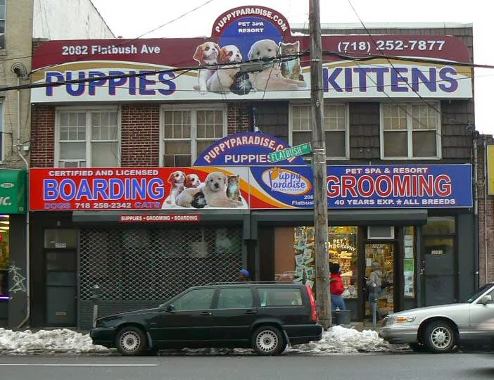 Photo of Puppy Paradise in Brooklyn City, New York, United States - 1 Picture of Point of interest, Establishment, Store, Pet store