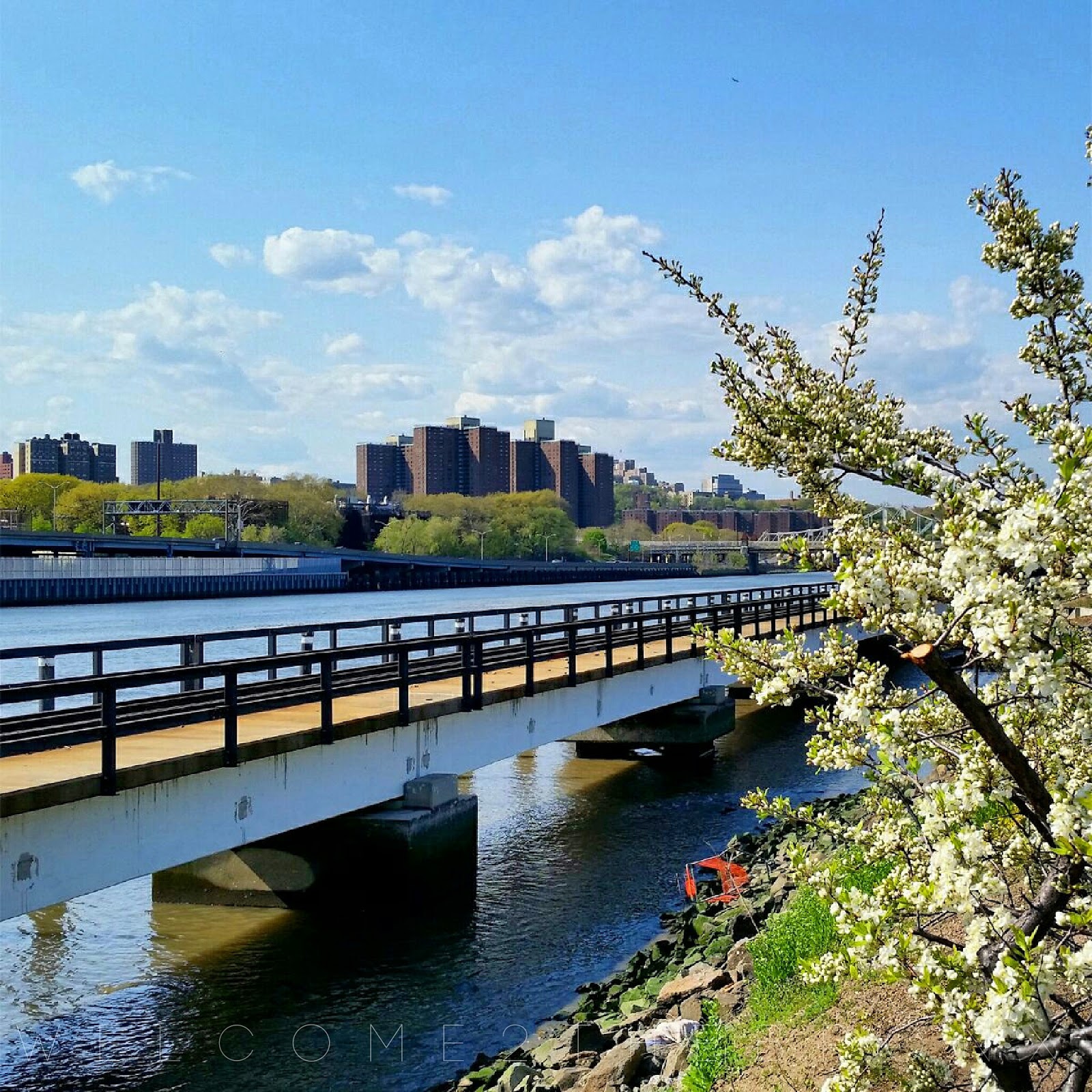 Photo of Mill Pond Park in Bronx City, New York, United States - 2 Picture of Point of interest, Establishment, Park