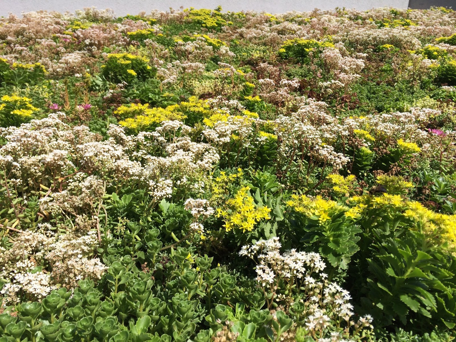 Photo of Brooklyn Greenroof LLC in Kings County City, New York, United States - 5 Picture of Point of interest, Establishment, General contractor