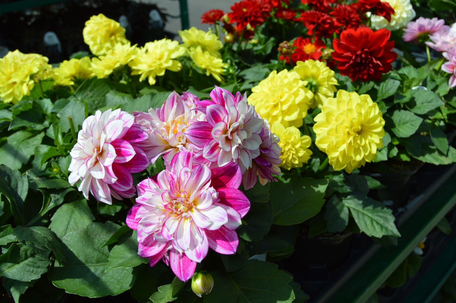 Photo of Chelsea Garden Center Williamsburg in Brooklyn City, New York, United States - 2 Picture of Food, Point of interest, Establishment, Store, Home goods store, General contractor, Park