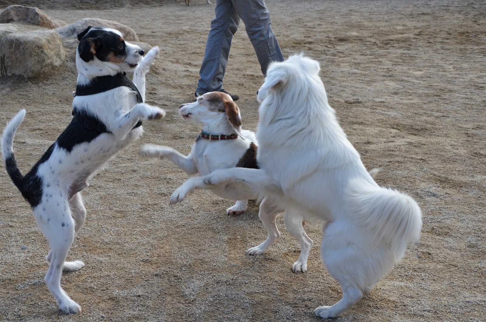 Photo of Bark Ave Dog Walkers, LLC in New York City, New York, United States - 2 Picture of Point of interest, Establishment