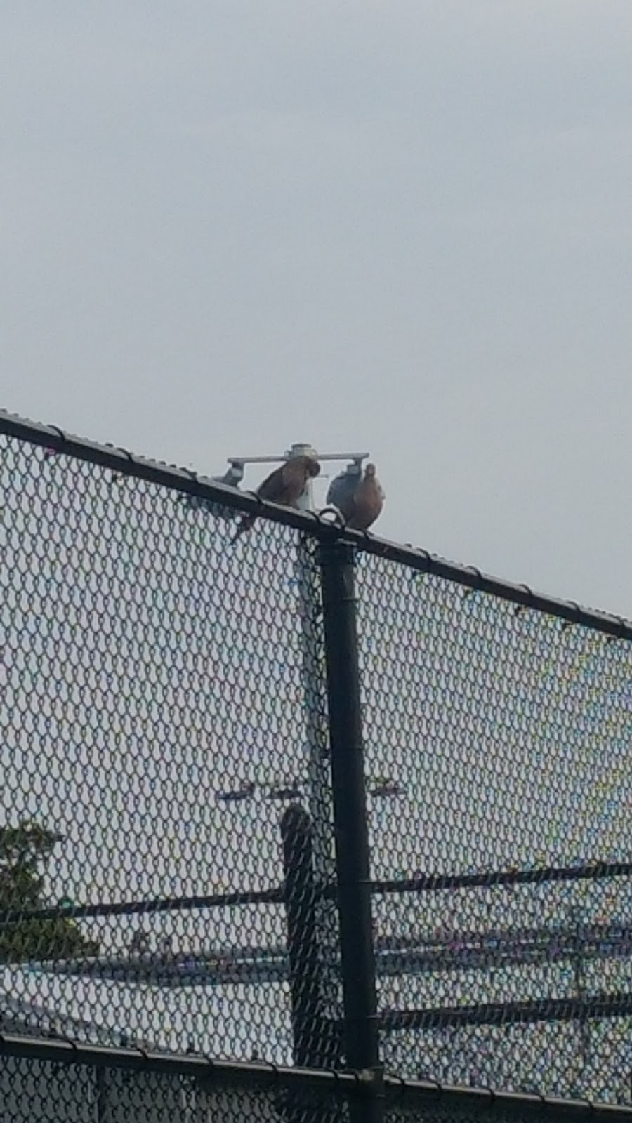 Photo of Crotona Park Tennis Center in Bronx City, New York, United States - 2 Picture of Point of interest, Establishment