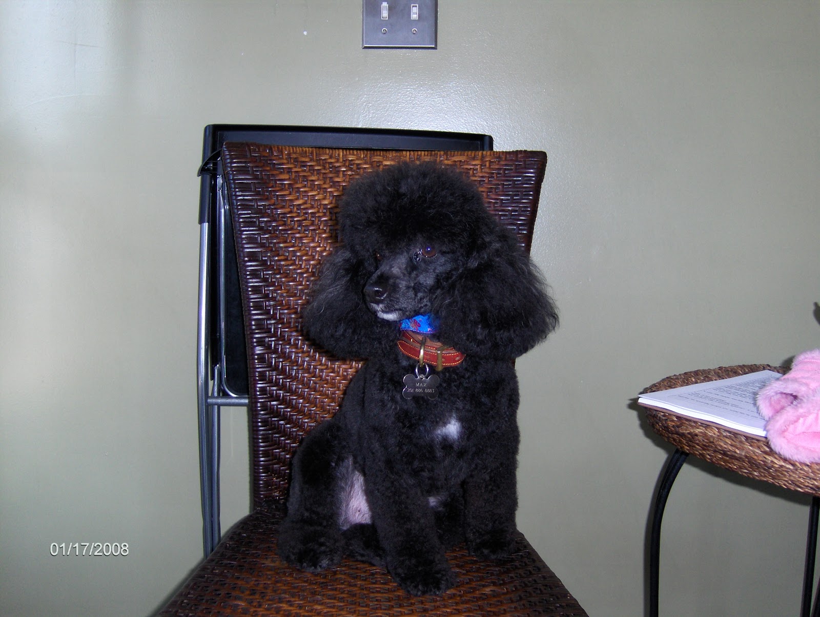 Photo of Baci's Bubbles and Bones Doggie Spa & Boutique in North Bergen City, New Jersey, United States - 10 Picture of Point of interest, Establishment