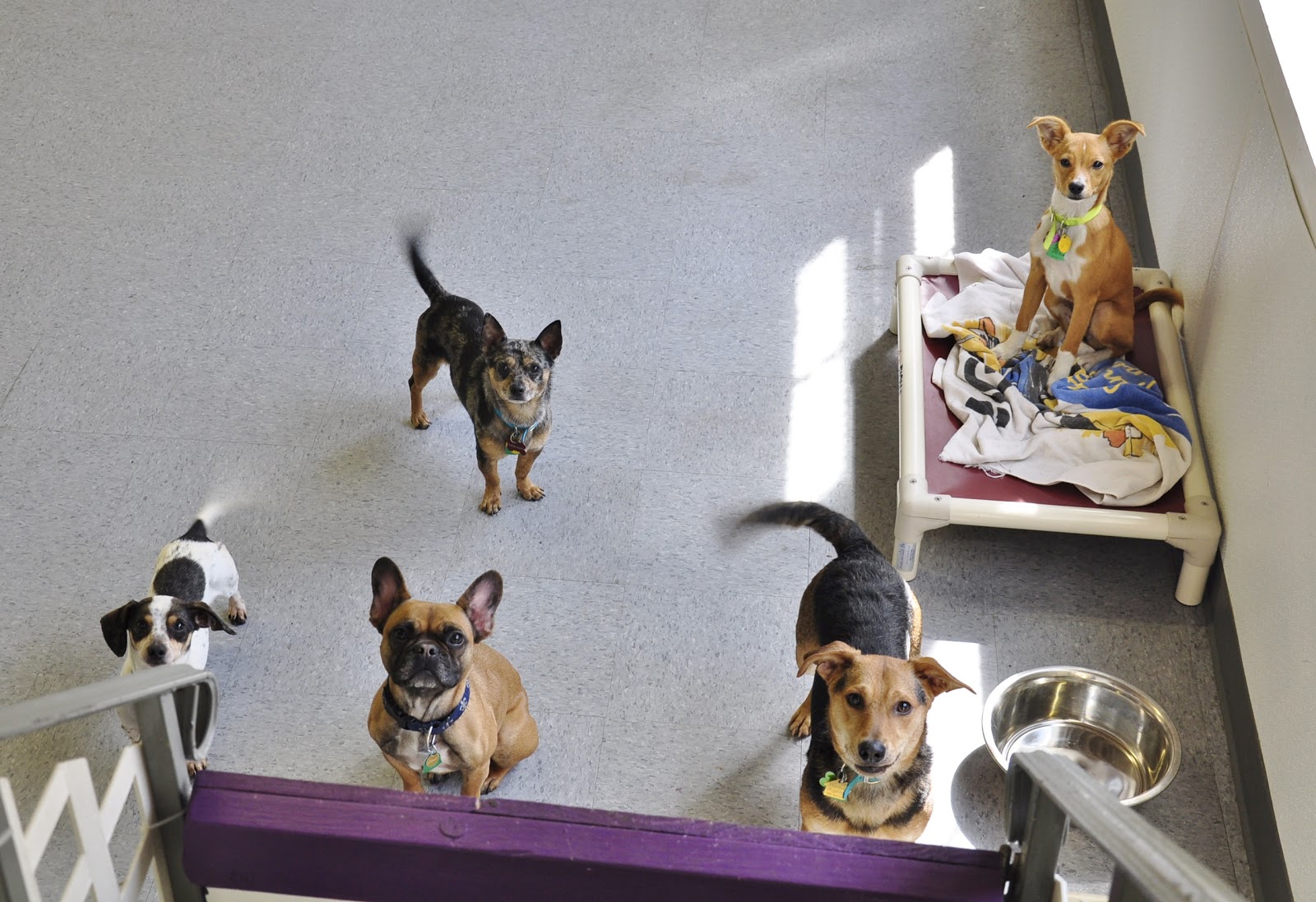 Photo of Sugar Mutts Rescue Dog Daycare / Boarding in Brooklyn City, New York, United States - 9 Picture of Point of interest, Establishment, Store