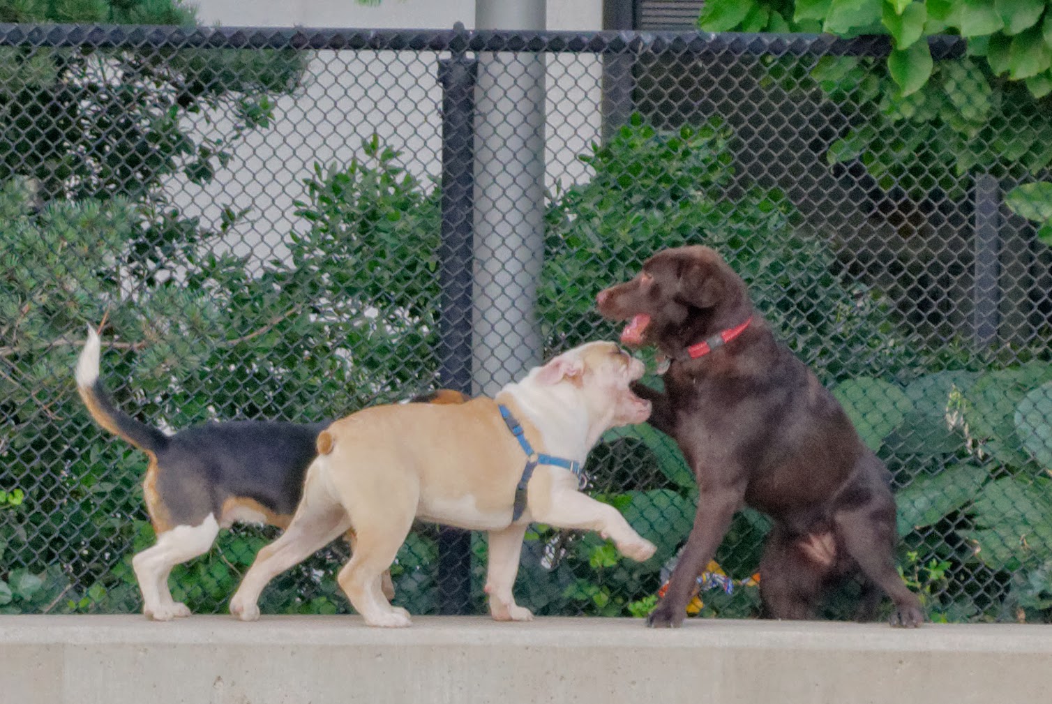 Photo of Pier 6 Dog Run in Brooklyn City, New York, United States - 6 Picture of Point of interest, Establishment, Park