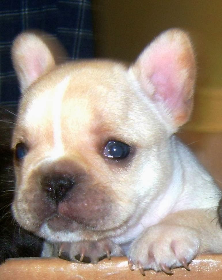 Photo of French Bulldogs of Silk City in Paterson City, New Jersey, United States - 7 Picture of Point of interest, Establishment