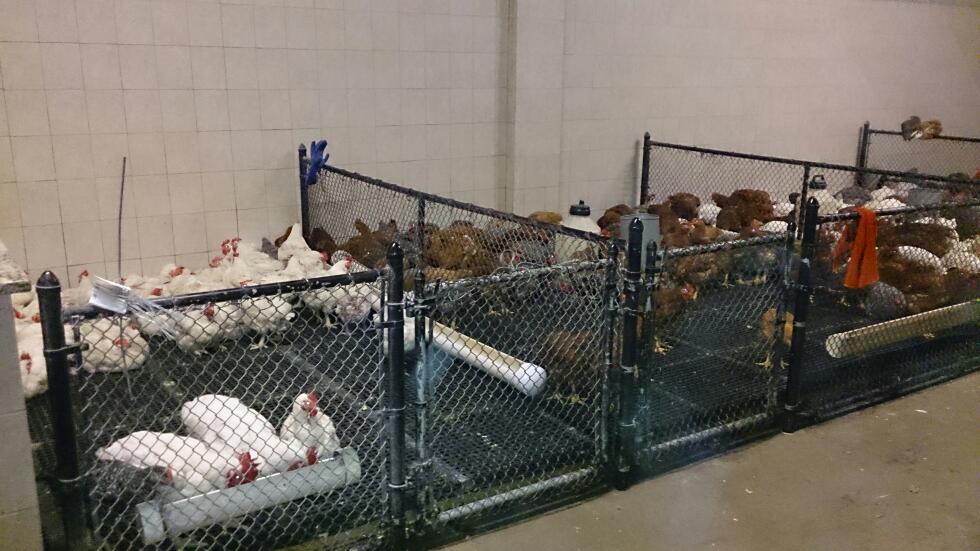 Photo of tu finca live poultry in Newark City, New Jersey, United States - 2 Picture of Food, Point of interest, Establishment