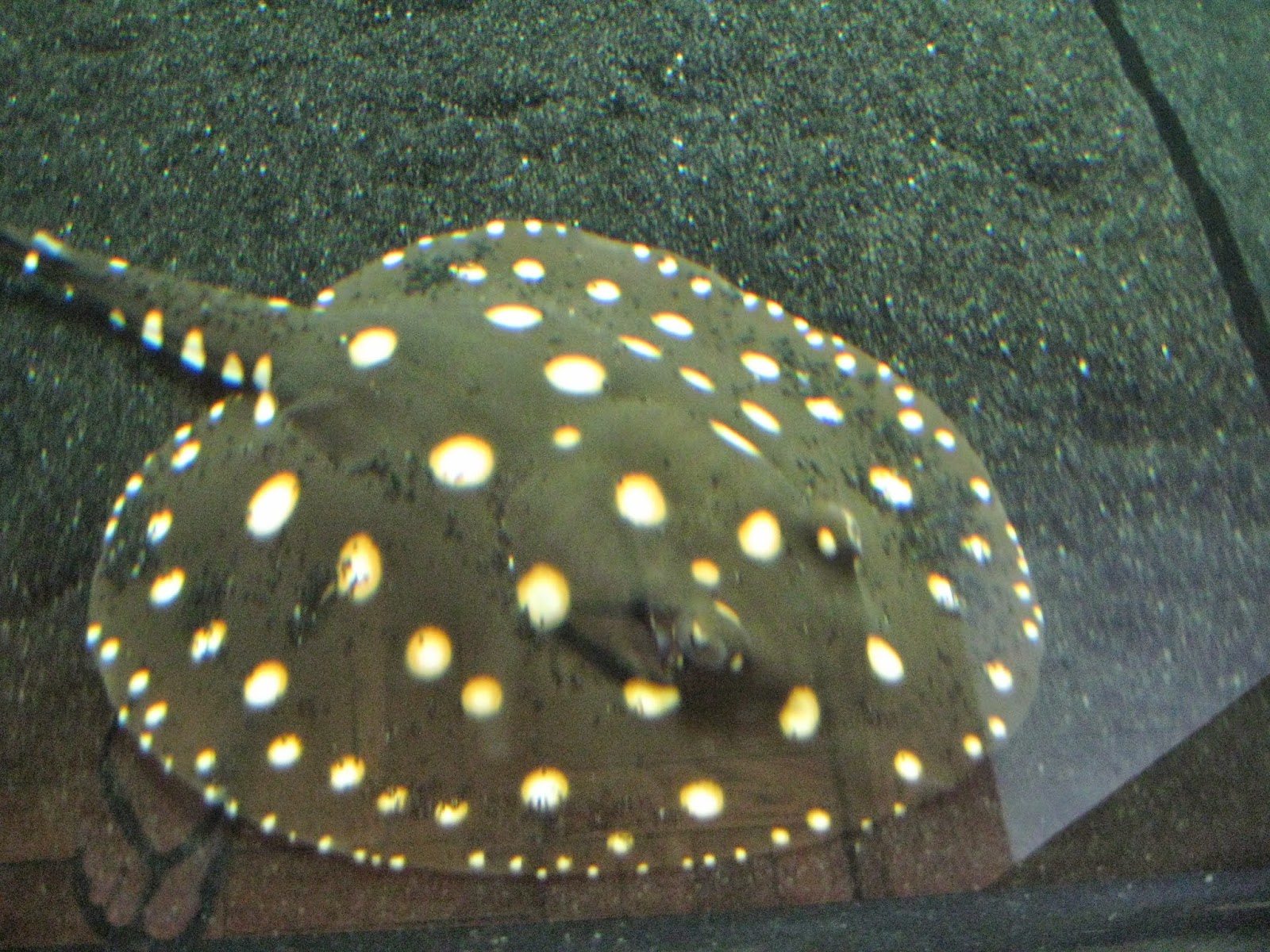 Photo of Monster Aquarium Inc. in Queens City, New York, United States - 4 Picture of Point of interest, Establishment, Store