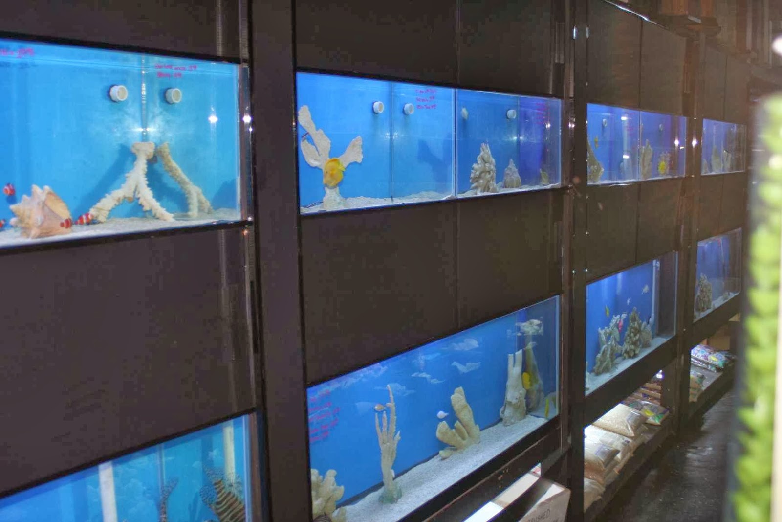 Photo of Aquarium Paradise in Belleville City, New Jersey, United States - 4 Picture of Point of interest, Establishment, Store, Pet store