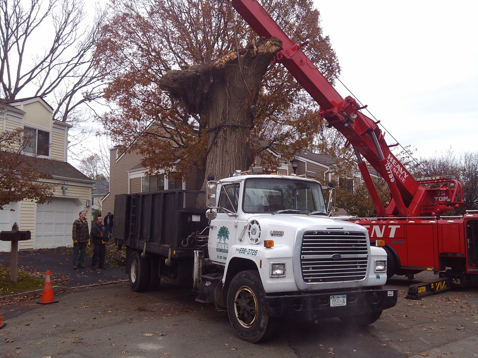 Photo of Miles Tree Experts in Mamaroneck City, New York, United States - 1 Picture of Point of interest, Establishment