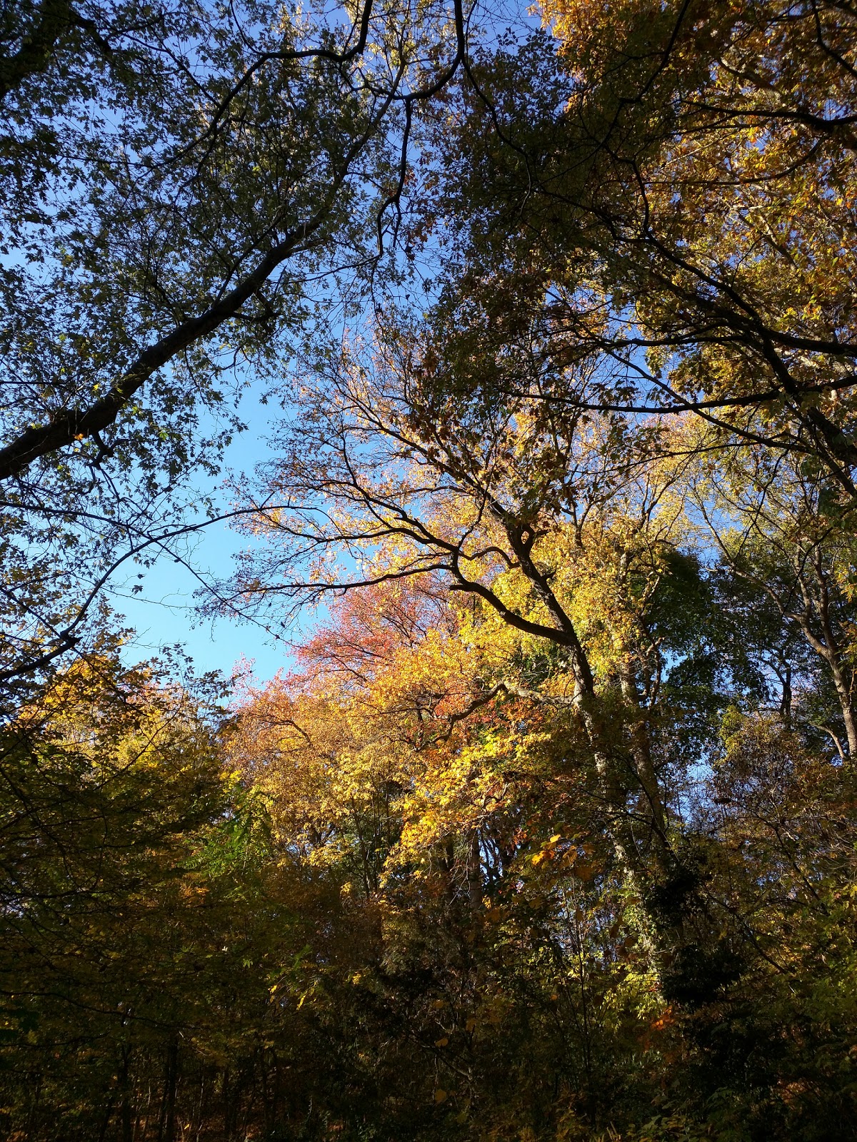 Photo of Prospect Park - Ravine in Kings County City, New York, United States - 9 Picture of Point of interest, Establishment, Park, Natural feature