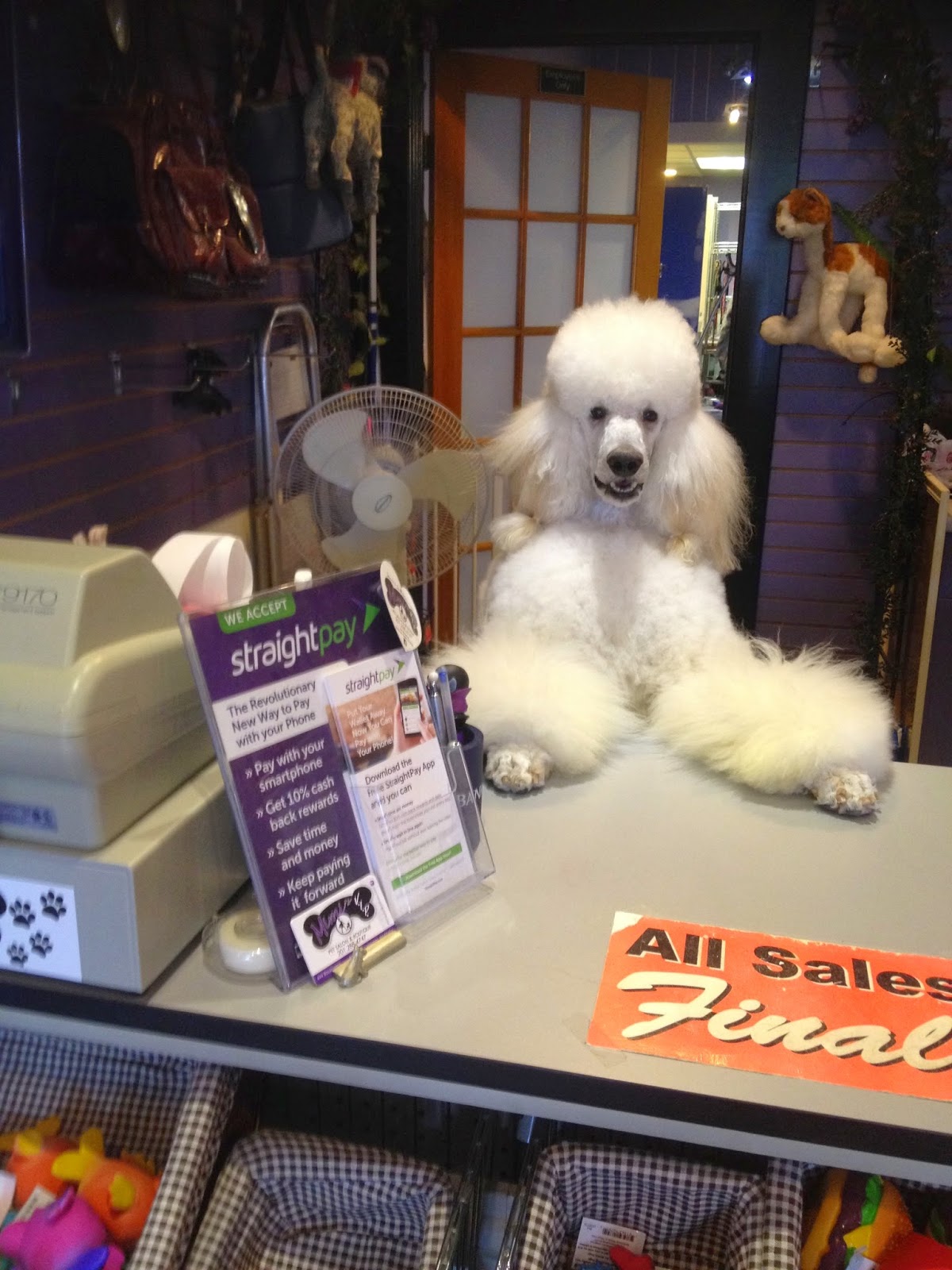 Photo of Mimi's VIP Pet Salon & Boutique in Hasbrouck Heights City, New Jersey, United States - 9 Picture of Point of interest, Establishment