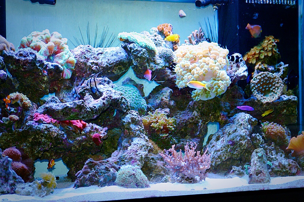 Photo of Reef Bar Aquarium Services in New York City, New York, United States - 2 Picture of Point of interest, Establishment