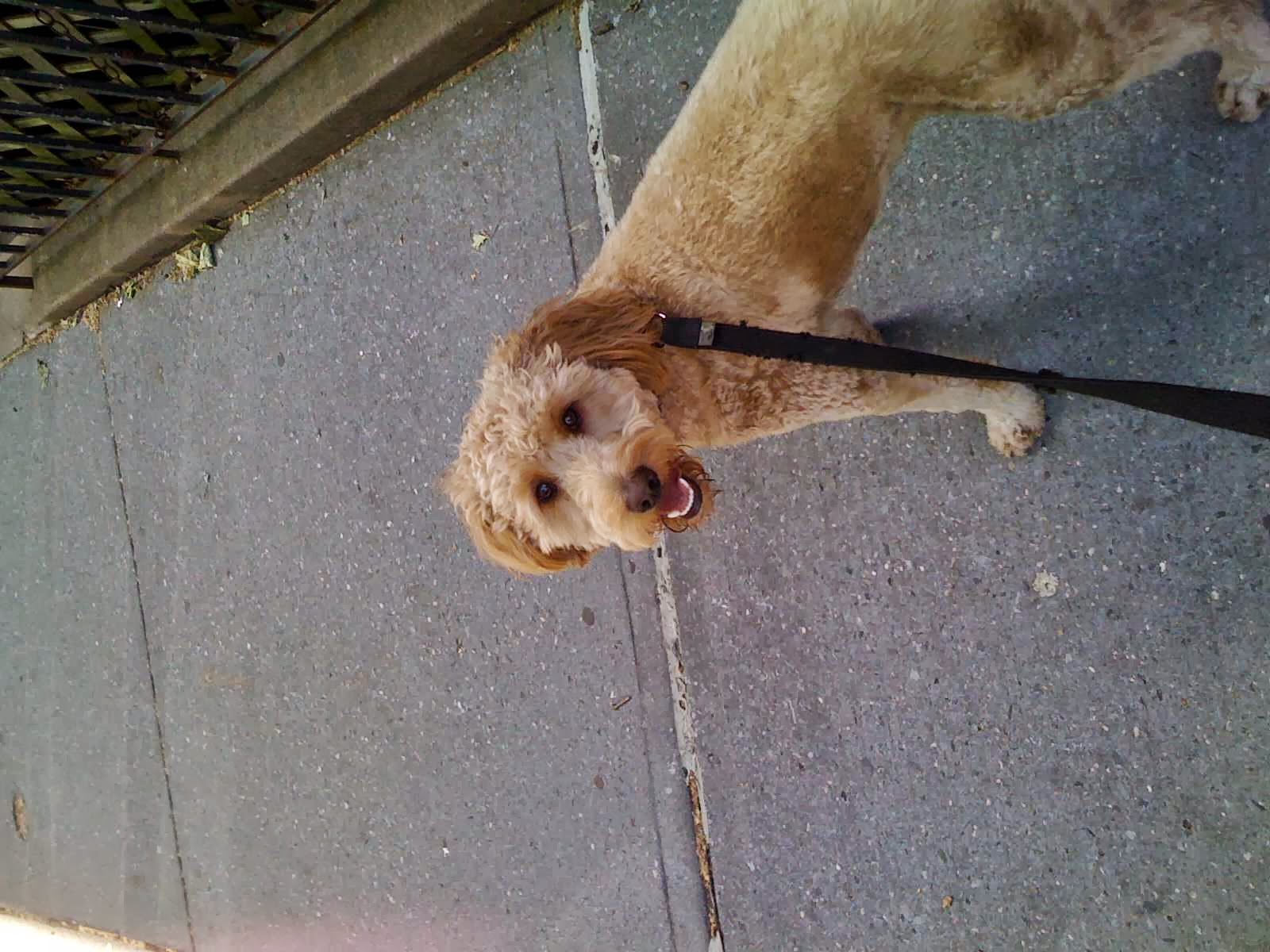 Photo of Gosia Dog Walking in Kings County City, New York, United States - 1 Picture of Point of interest, Establishment