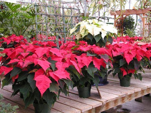 Photo of Goffle Brook Farm & Garden Center in Ridgewood City, New Jersey, United States - 4 Picture of Food, Point of interest, Establishment, Store, Grocery or supermarket, General contractor