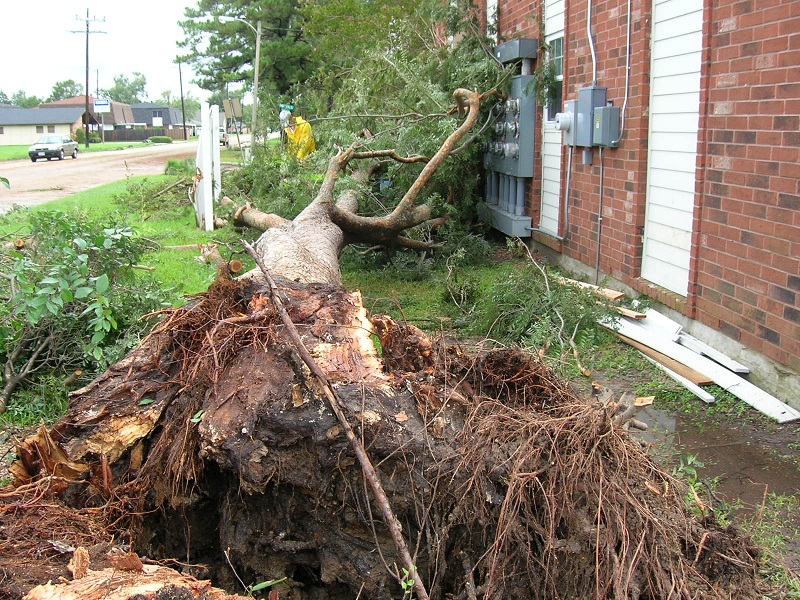 Photo of Arbor Tree Experts Inc in Bronx City, New York, United States - 3 Picture of Point of interest, Establishment