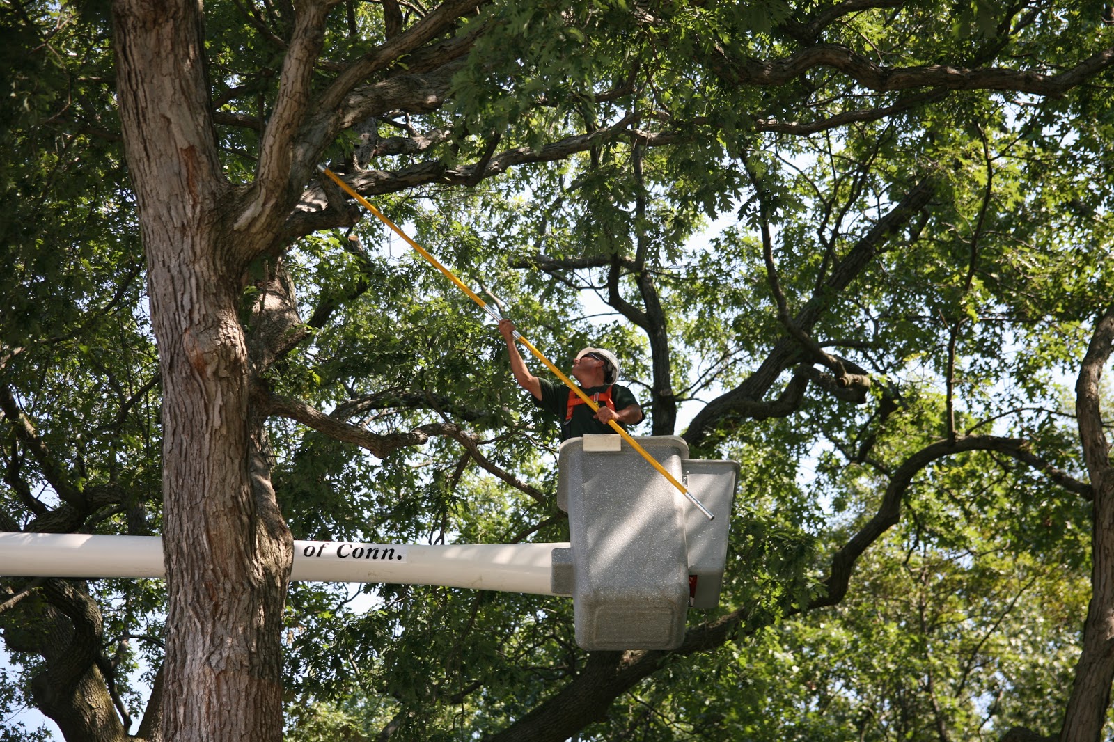 Photo of Almstead Tree, Shrub & Lawn Care Co. in New Rochelle City, New York, United States - 9 Picture of Point of interest, Establishment, General contractor