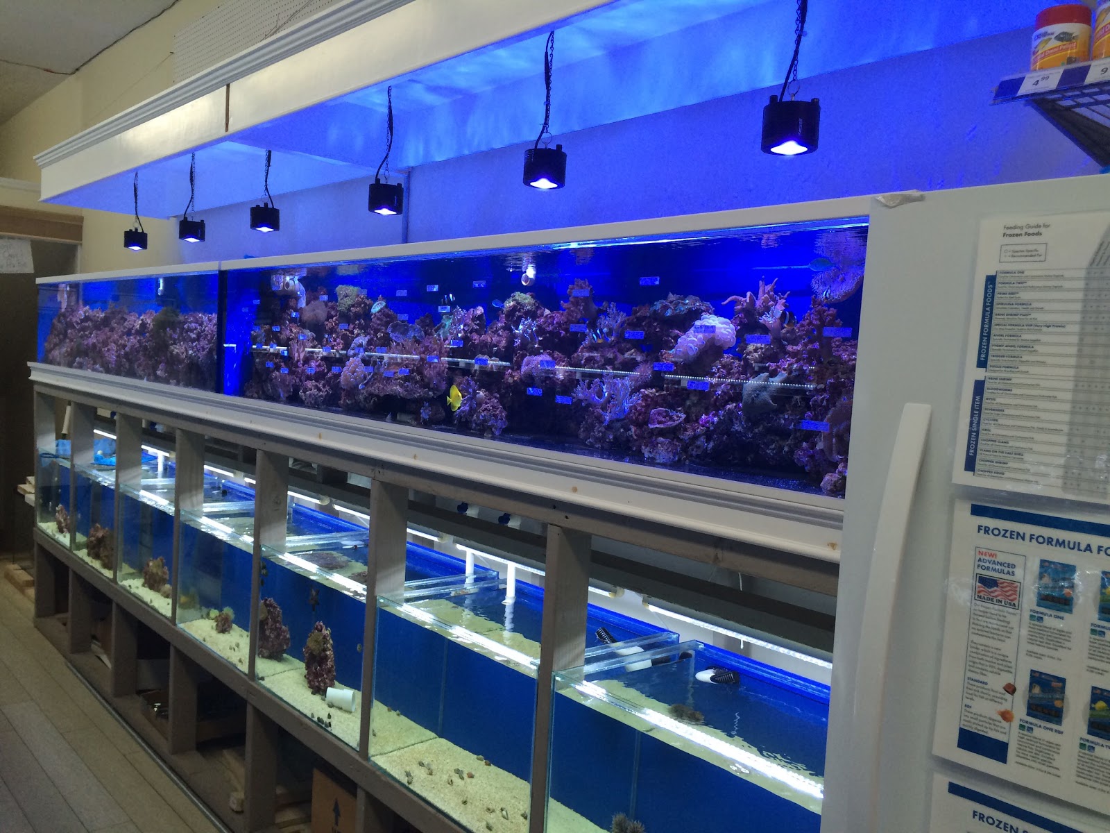 Photo of BluReef Aquarium in Brooklyn City, New York, United States - 7 Picture of Point of interest, Establishment, Store, Pet store, Aquarium