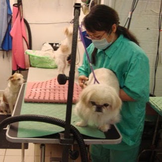 Photo of Pet Star Grooming in Queens City, New York, United States - 1 Picture of Point of interest, Establishment