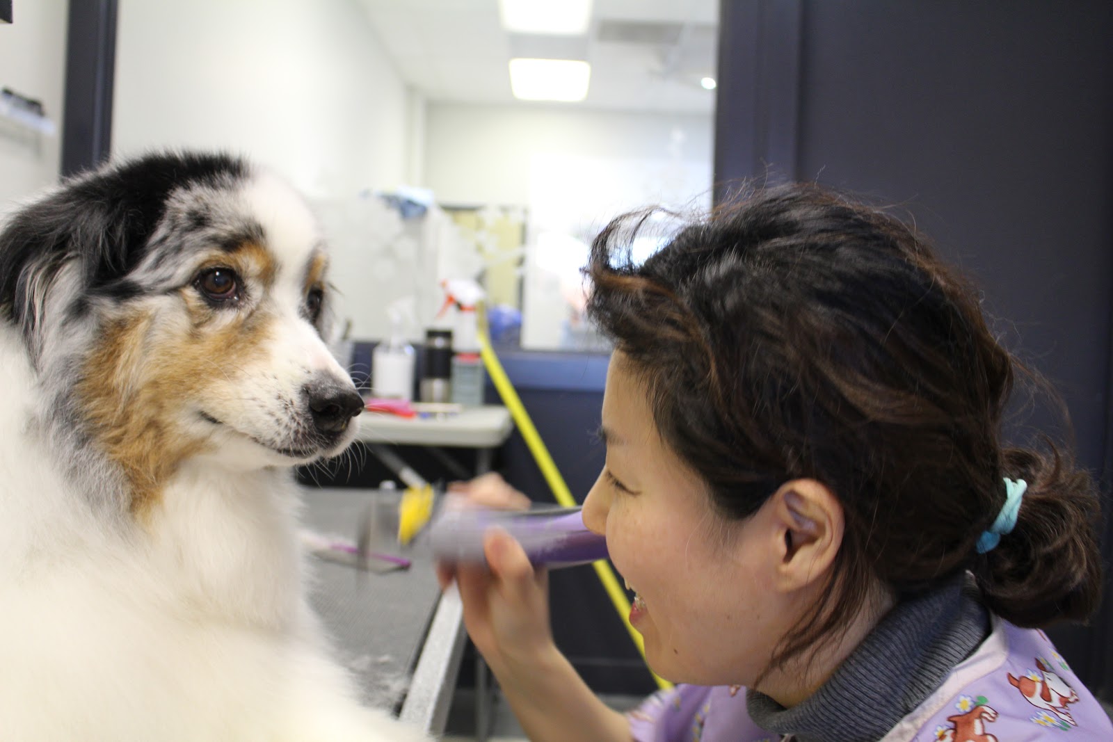 Photo of Bubble Bubble Dog Grooming & Spa in North Haledon City, New Jersey, United States - 7 Picture of Point of interest, Establishment, Store, Pet store