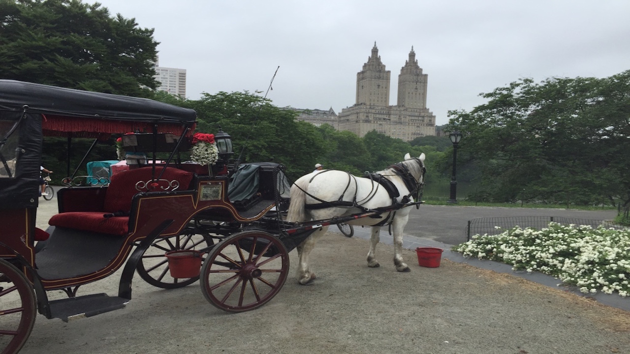Photo of Central Park Carriage Rides in Manhattan City, New York, United States - 4 Picture of Point of interest, Establishment, Travel agency