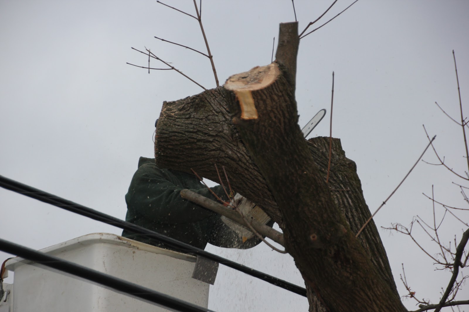 Photo of Trees Unlimited NJ in Wayne City, New Jersey, United States - 4 Picture of Point of interest, Establishment