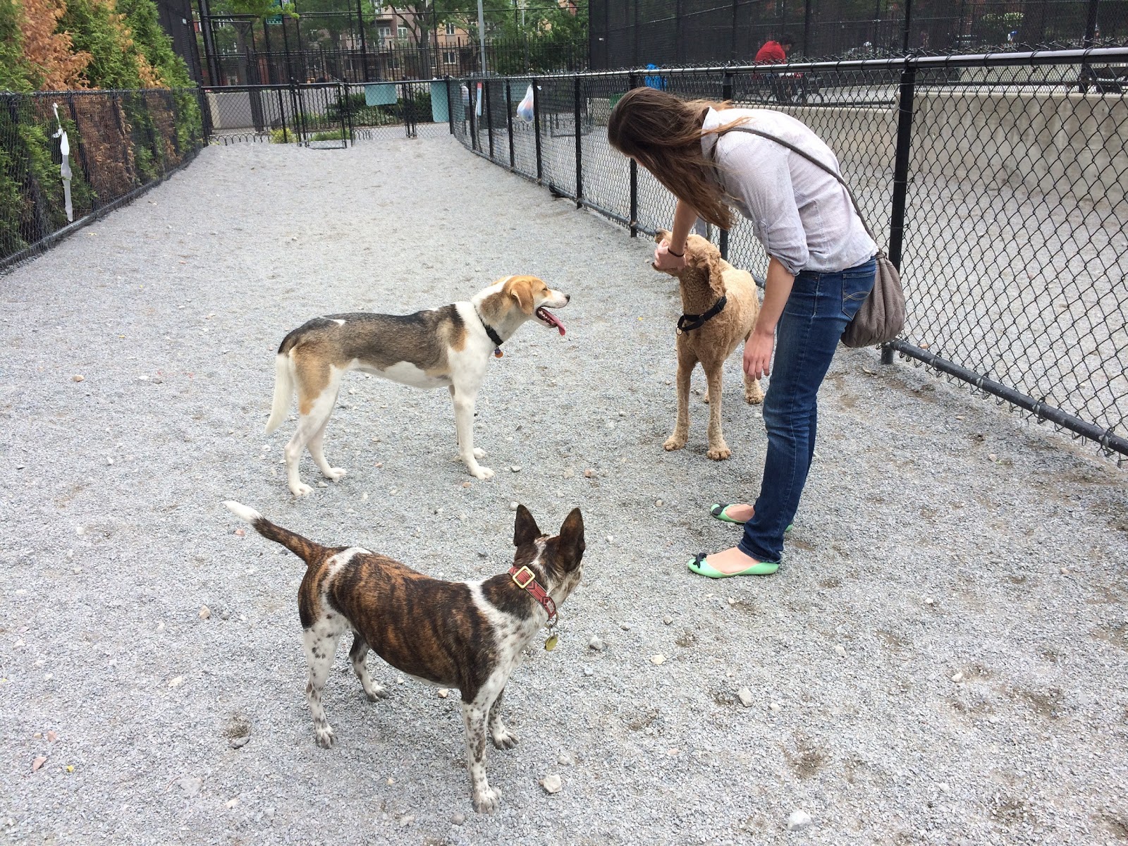 Photo of JJ Byrne Dog Park in Kings County City, New York, United States - 1 Picture of Point of interest, Establishment, Park