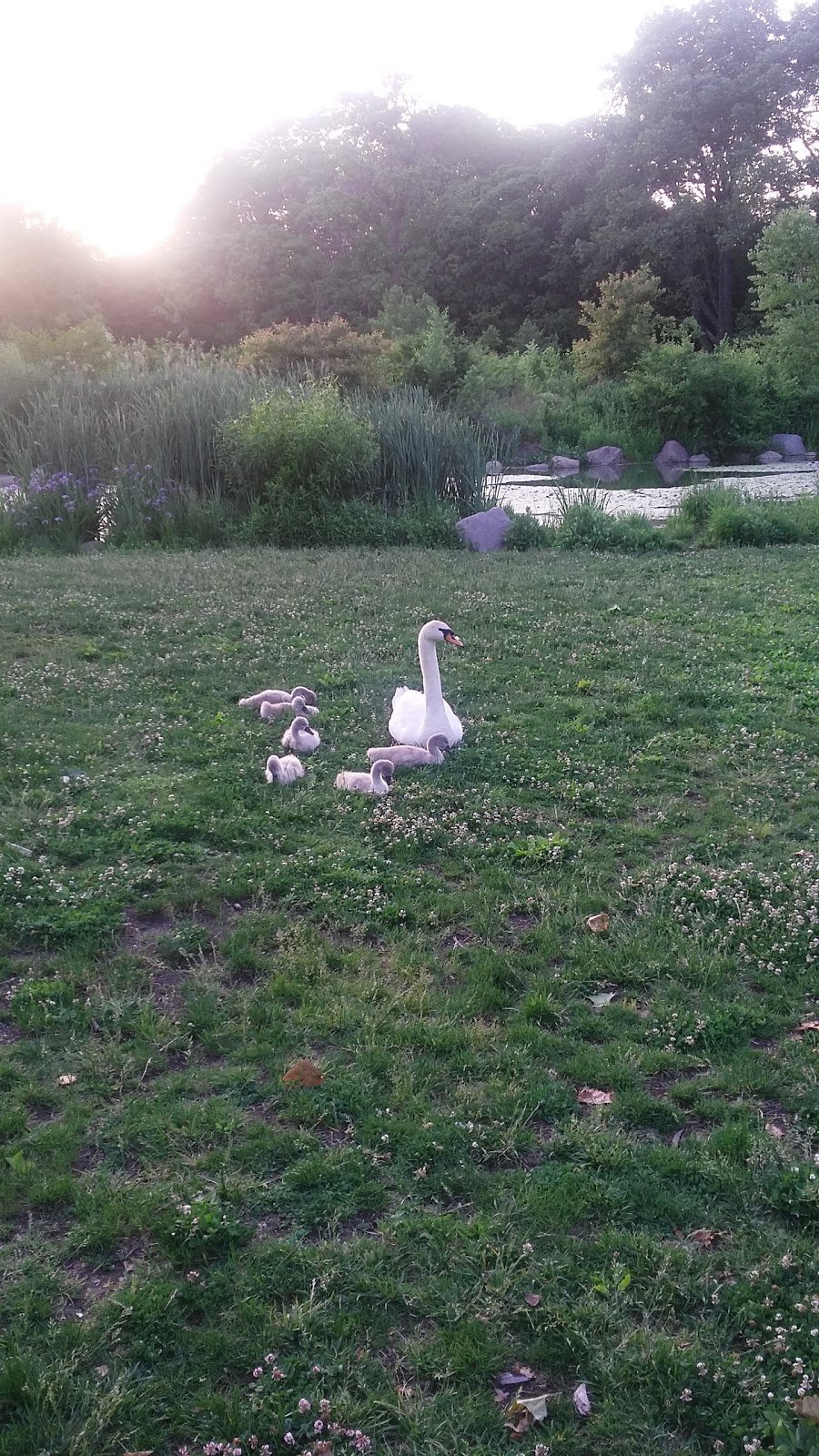 Photo of prospect park wetland in Kings County City, New York, United States - 5 Picture of Point of interest, Establishment, Park