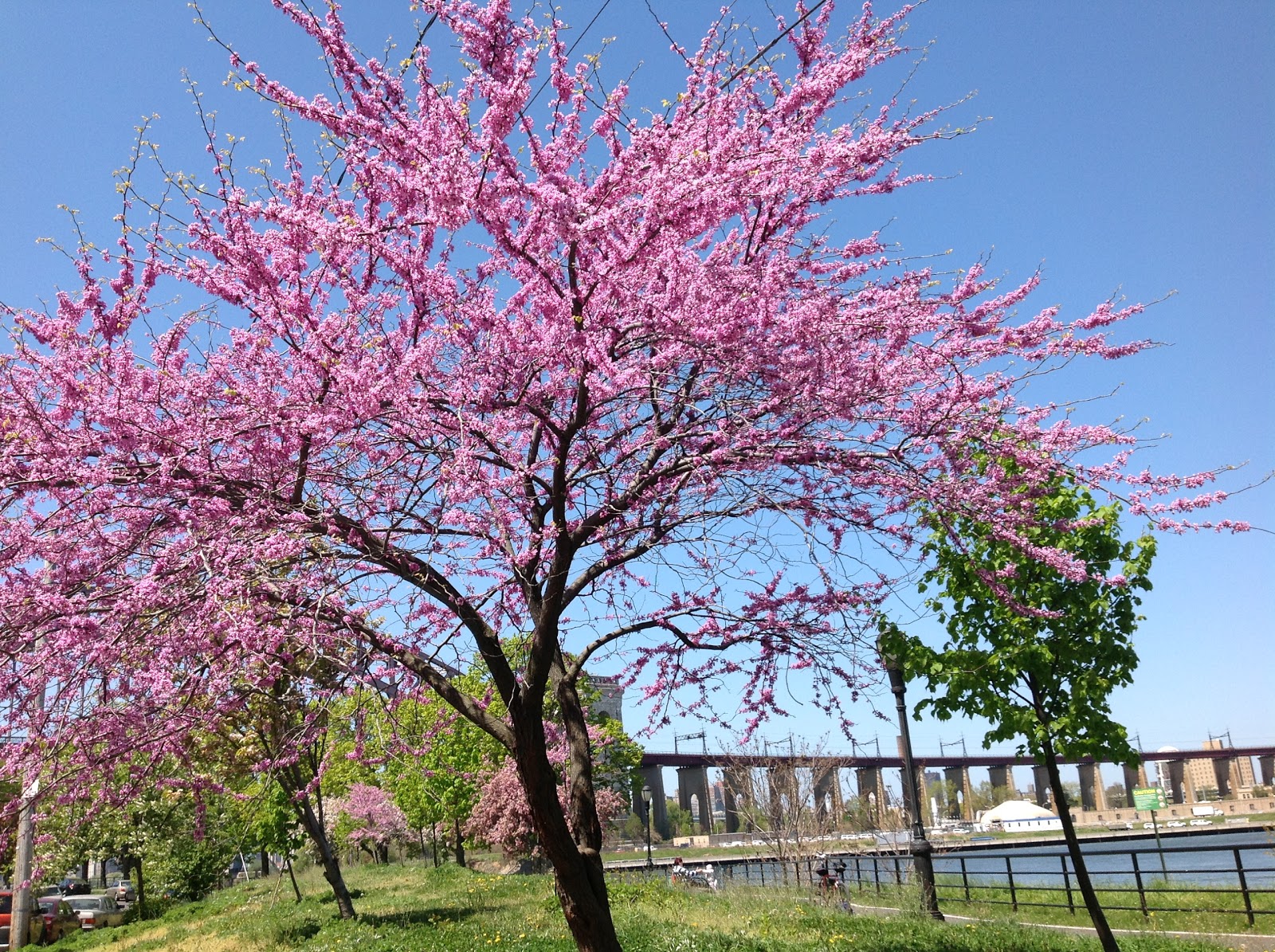 Photo of Astoria Park in Astoria City, New York, United States - 6 Picture of Point of interest, Establishment, Park