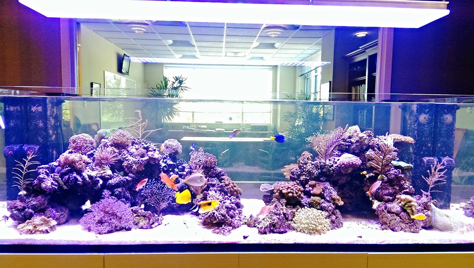 Photo of AquaStudio Reef Exotics New York/New Jersey Metro in Short Hills City, New Jersey, United States - 2 Picture of Point of interest, Establishment, Store, Pet store