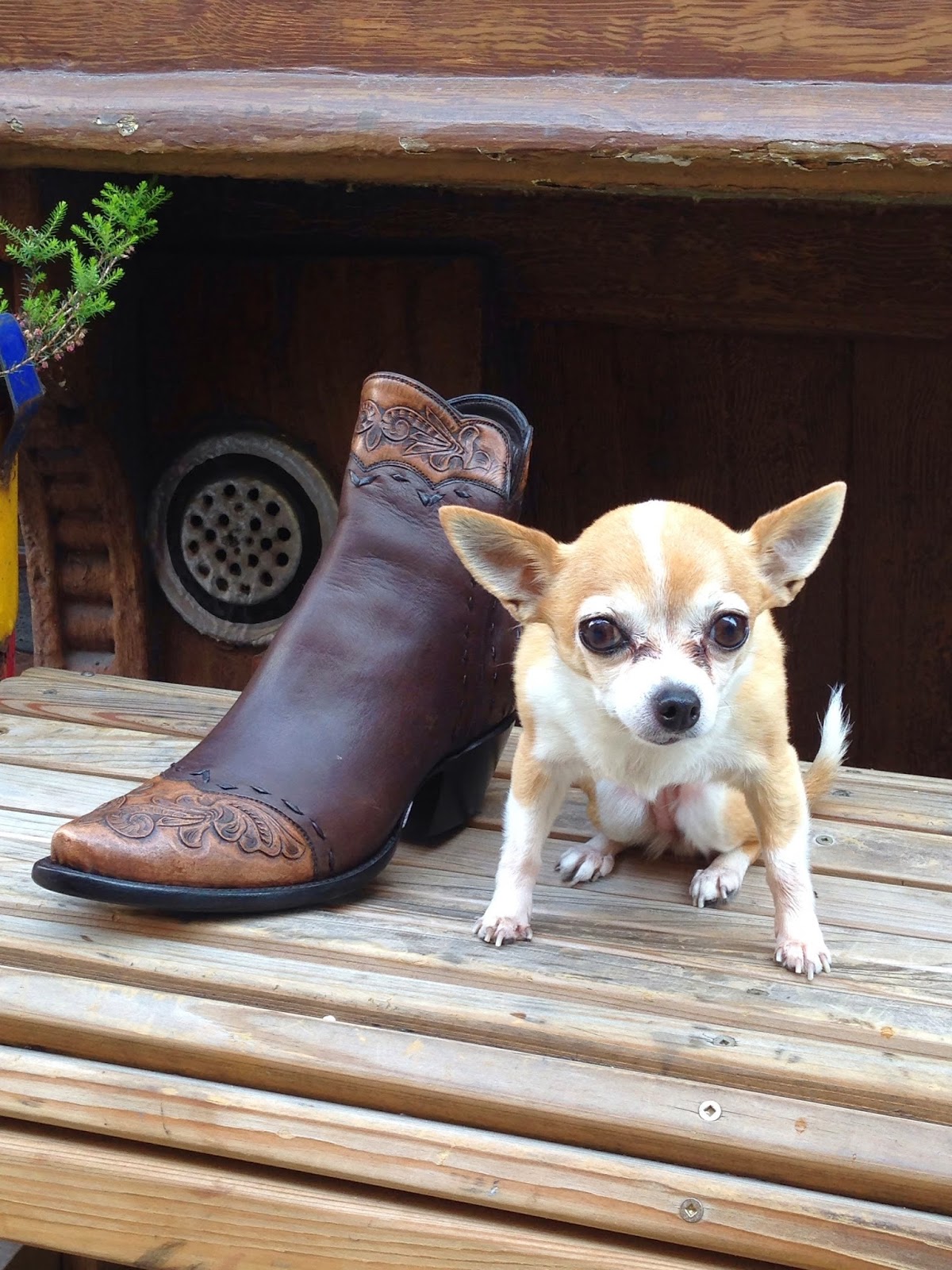 Photo of Space Cowboy Boots, NYC in New York City, New York, United States - 10 Picture of Point of interest, Establishment, Store, Health, Clothing store, Shoe store