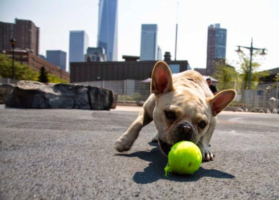 Photo of Tribeca Dog Walking in New York City, New York, United States - 7 Picture of Point of interest, Establishment