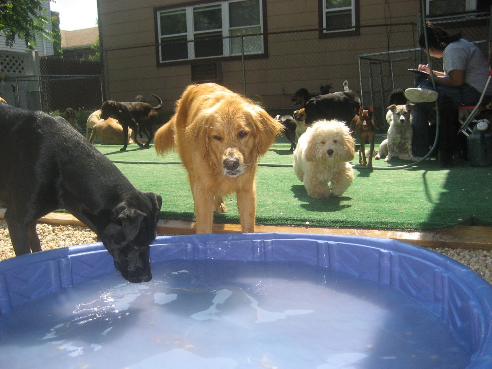 Photo of Hounds on the Hudson in Guttenberg City, New Jersey, United States - 3 Picture of Point of interest, Establishment