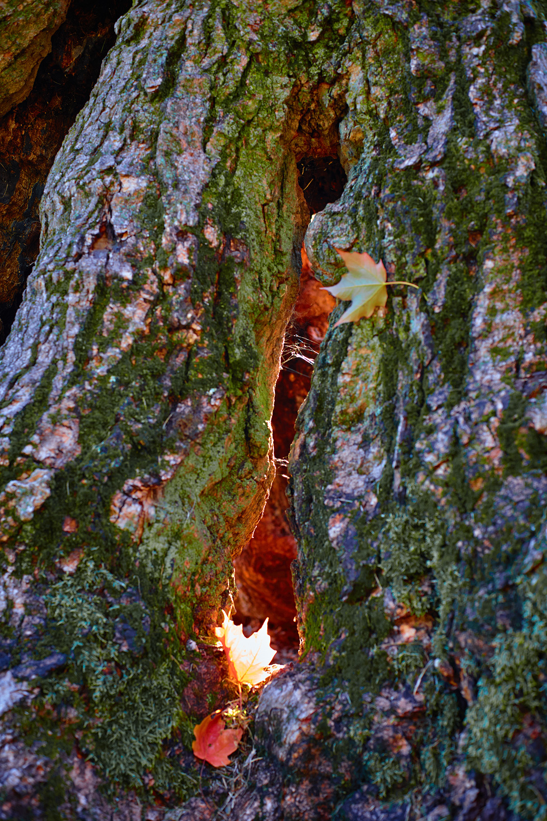 Photo of Old Tree In Anderson Park in Montclair City, New Jersey, United States - 2 Picture of Point of interest, Establishment, Park