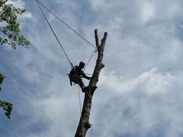 Photo of Hufngel Tree Service - Atlantic Highlands, NJ in Atlantic Highlands City, New Jersey, United States - 8 Picture of Point of interest, Establishment