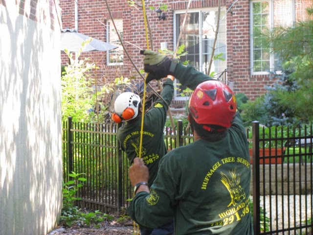 Photo of Hufnagel Tree Service - Belford, NJ in Belford City, New Jersey, United States - 3 Picture of Point of interest, Establishment