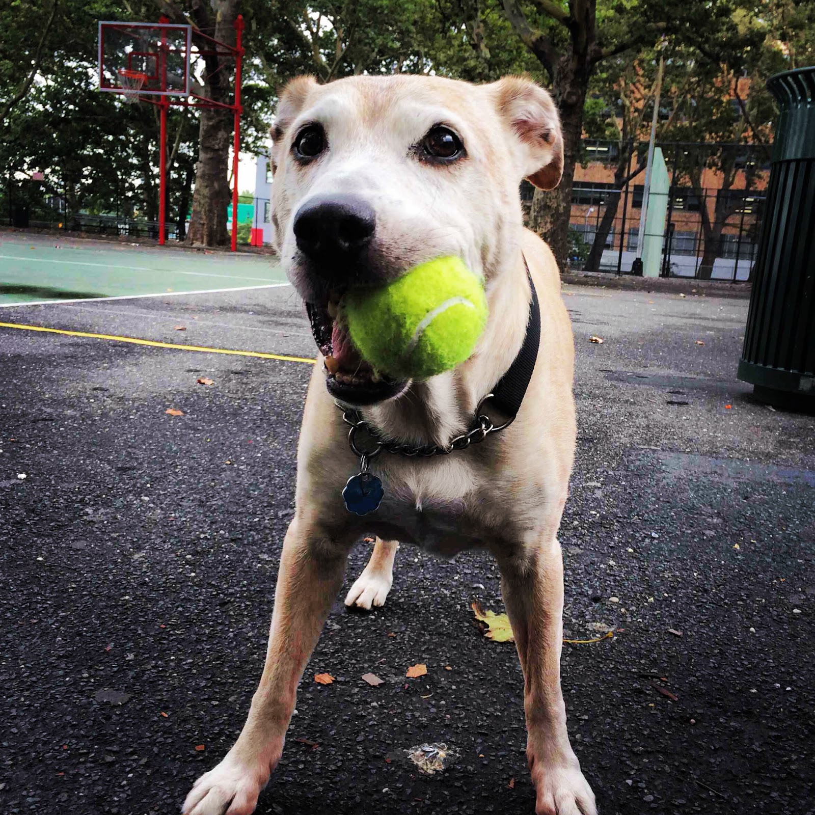 Photo of Swifto Dog Walker in New York City, New York, United States - 10 Picture of Point of interest, Establishment