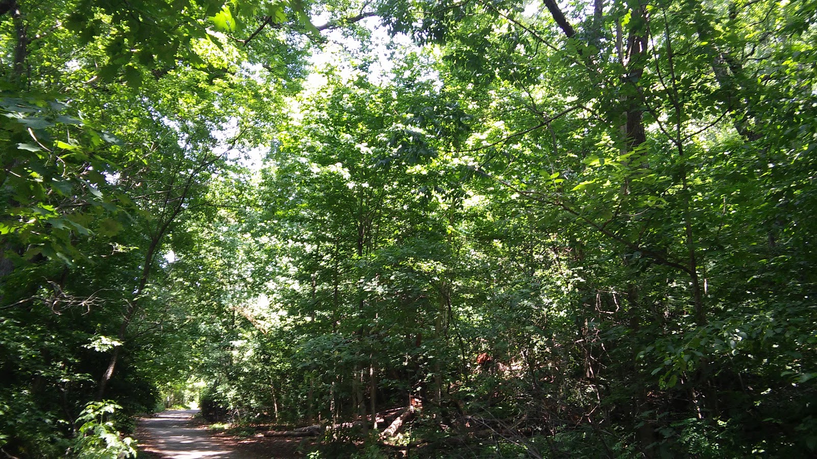 Photo of Prospect Park - Ravine in Kings County City, New York, United States - 4 Picture of Point of interest, Establishment, Park, Natural feature