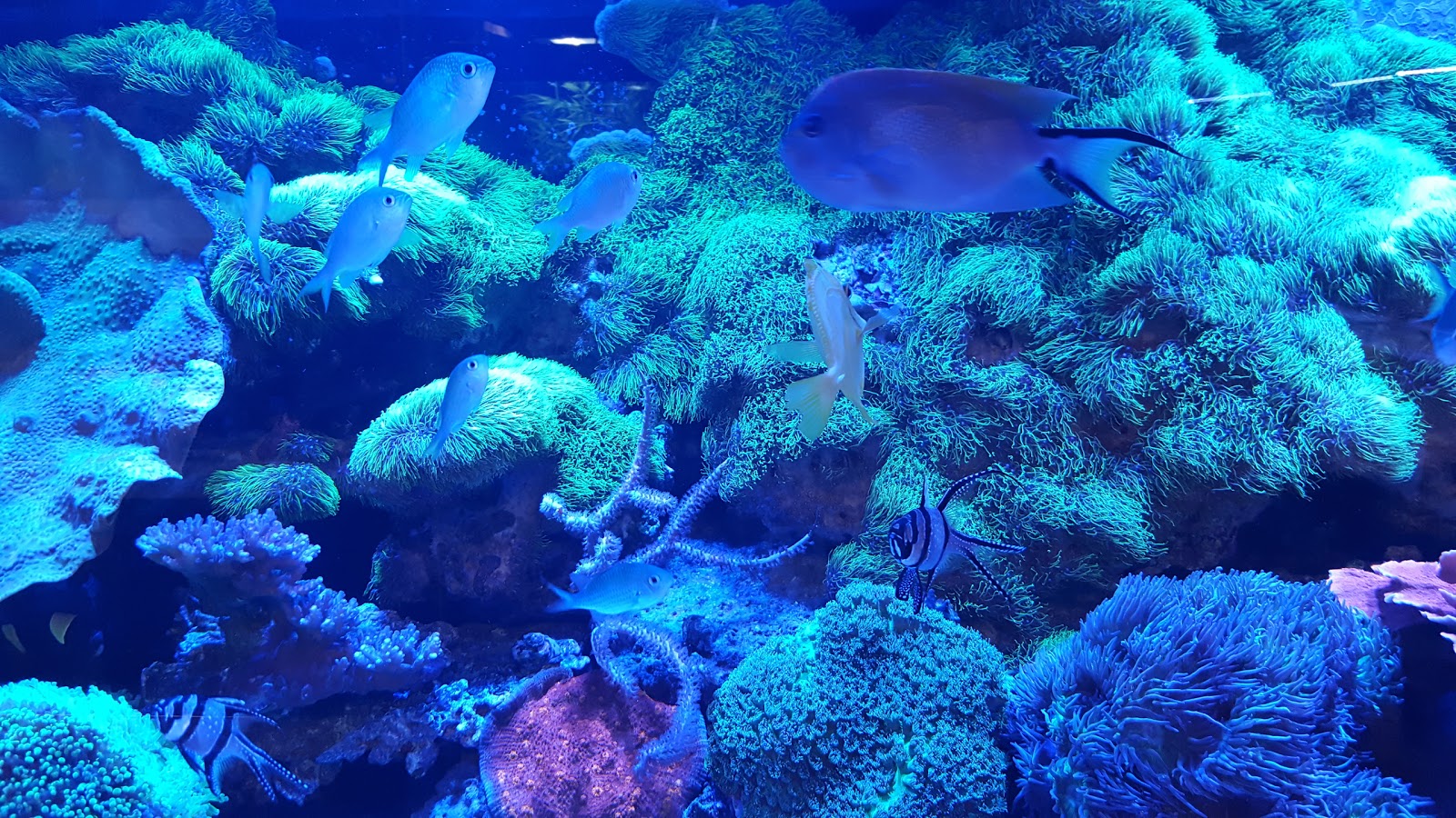 Photo of Total Aquariums in Lynbrook City, New York, United States - 1 Picture of Point of interest, Establishment, Store, Pet store, Natural feature