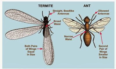 Photo of Reliable pest control in Bergenfield City, New Jersey, United States - 2 Picture of Point of interest, Establishment, Store, Home goods store