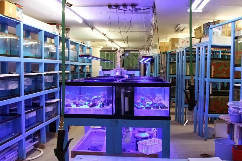 Photo of KHC Aquarium in Flushing City, New York, United States - 1 Picture of Point of interest, Establishment, Store, Pet store