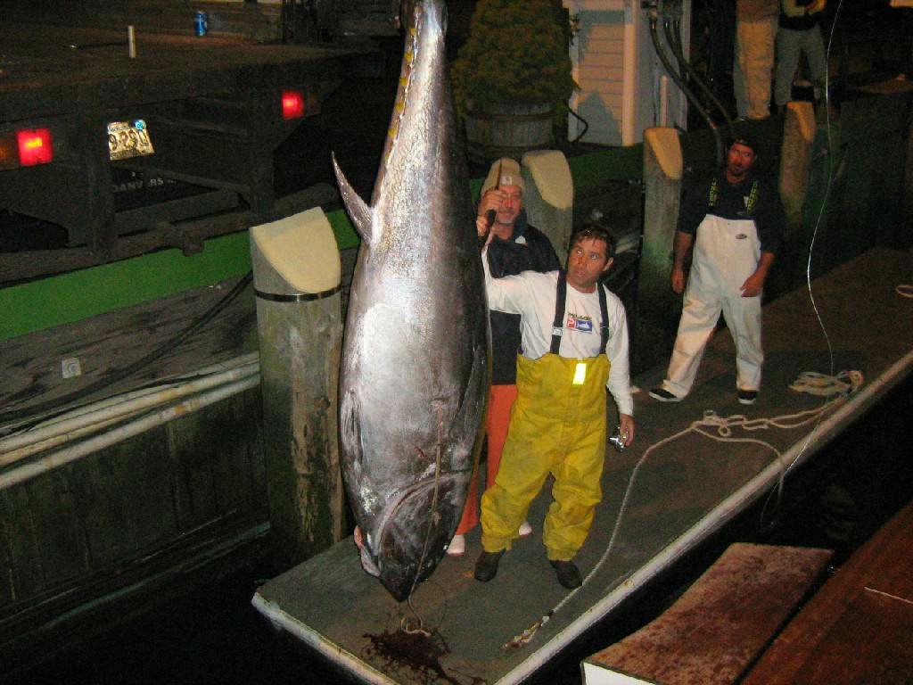 Photo of Michael's Bait & Tackle Shop in Staten Island City, New York, United States - 7 Picture of Point of interest, Establishment, Store