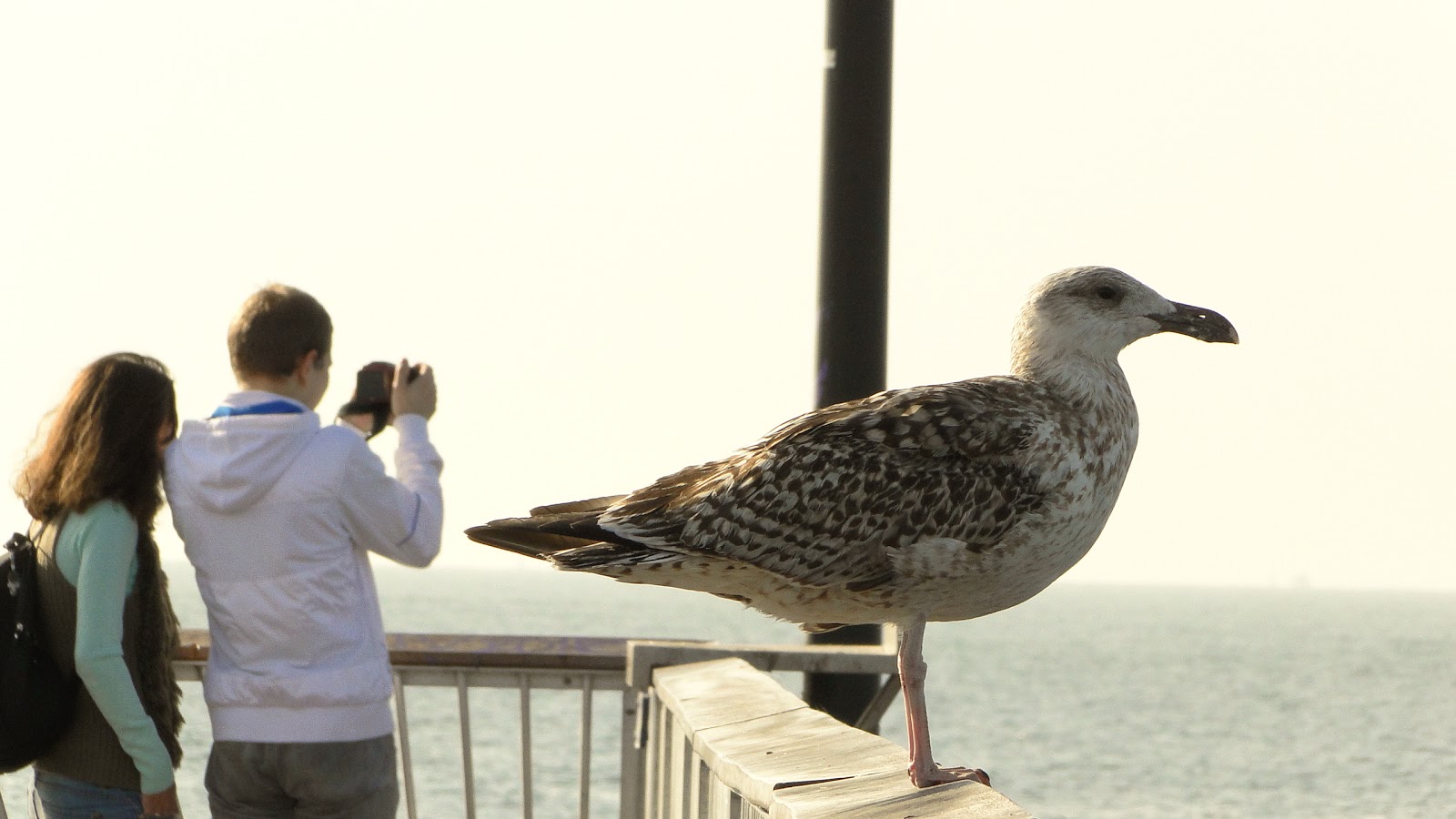 Photo of Steeplechase Pier in Brooklyn City, New York, United States - 4 Picture of Point of interest, Establishment