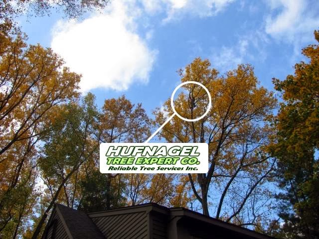 Photo of Hufngel Tree Service - Atlantic Highlands, NJ in Atlantic Highlands City, New Jersey, United States - 5 Picture of Point of interest, Establishment