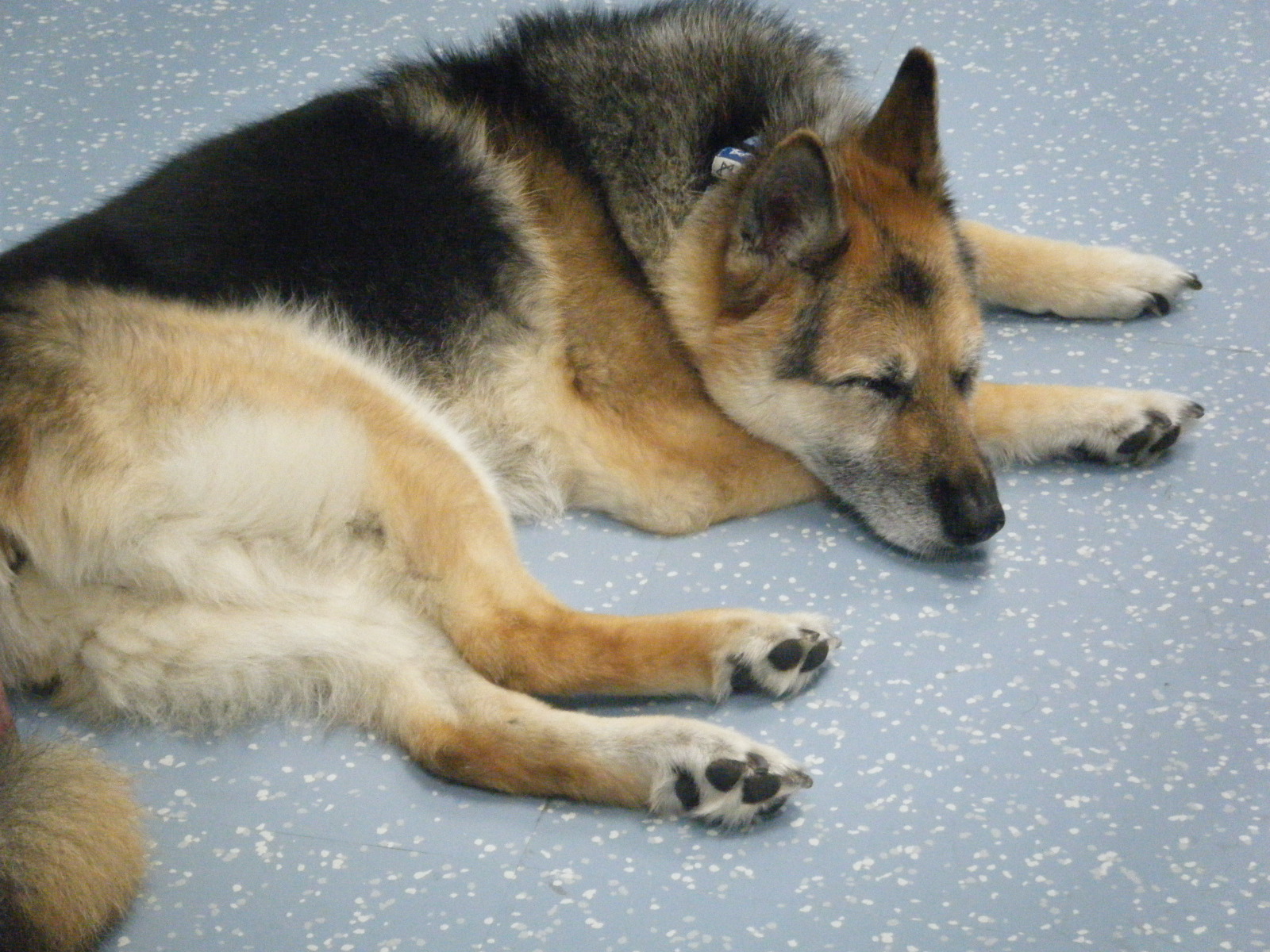 Photo of Doggedly Devoted - A Harlem Dog Daycare and Training Facility in New York City, New York, United States - 9 Picture of Point of interest, Establishment