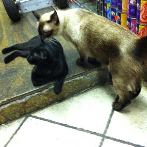 Photo of Furry Fiends in New York City, New York, United States - 5 Picture of Point of interest, Establishment, Store