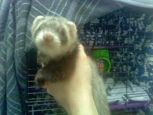 Photo of Hudson Valley Ferret Rescue in North Arlington City, New Jersey, United States - 10 Picture of Point of interest, Establishment, Fire station