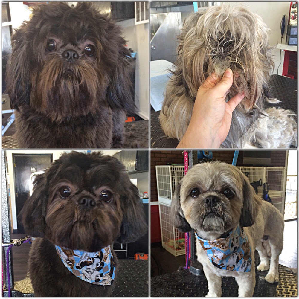 Photo of Montclair Pet Grooming in Montclair City, New Jersey, United States - 2 Picture of Point of interest, Establishment