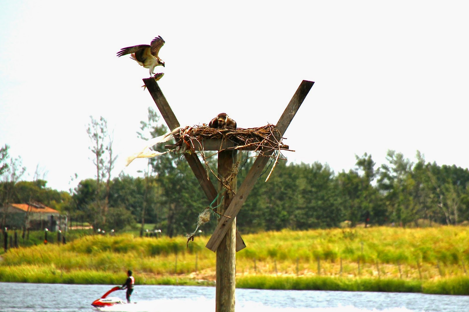 Photo of Salt Marsh Nature Center in Brooklyn City, New York, United States - 5 Picture of Point of interest, Establishment, Park