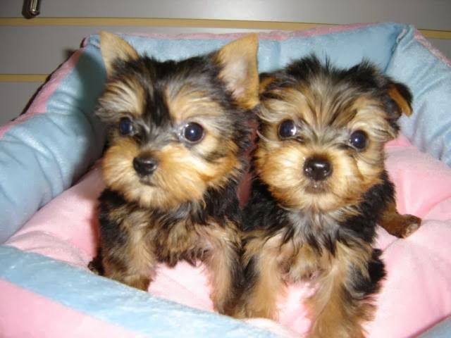 Photo of Empire Puppies in Queens City, New York, United States - 10 Picture of Point of interest, Establishment, Store, Pet store